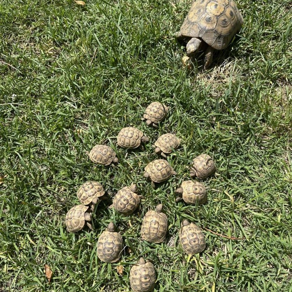   Tortue de terre 
