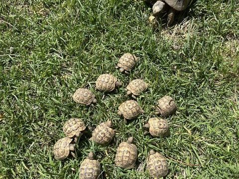 Tortue de terre 40 13400 Aubagne