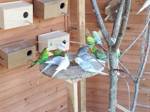  perruches ondul&eacute;es , 10 31260 Montespan