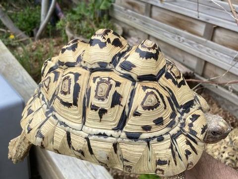 Tortue Pardalis 1000 95440 �couen