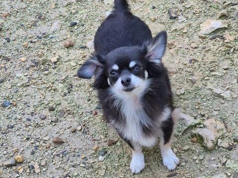  chihuahua  femelle  poils long 680 17400 Saint-denis-du-pin