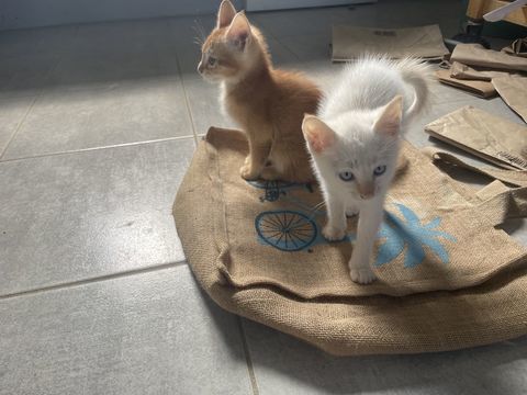 Donne 4 chatons sevr&eacute;s, propres, n&eacute;s le 6 Avril 2026. 0 26800 Beauvallon