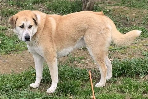 CHAUSSETTE, chien type berger , 3 ans 220 34500 Béziers