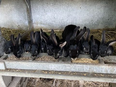 Lapin chèvre 30 33210 Langon