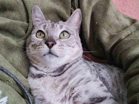 Anya 190 44000 Nantes