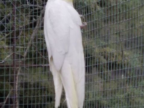 calopsittes 45 83330 Le beausset