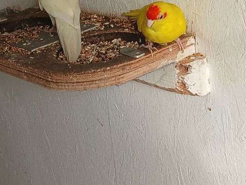 Kakariki pe b 25 80 67500 Haguenau