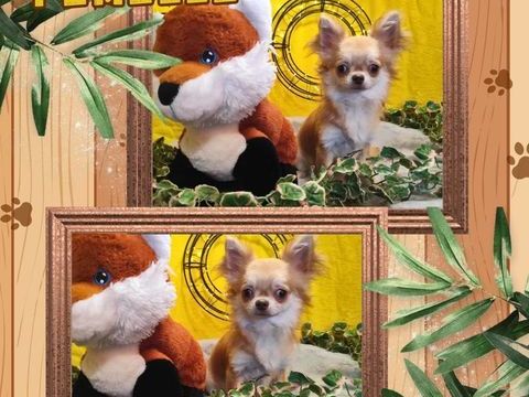 Chiot chihuahua femelle poils longs 700 18140 Pr�cy