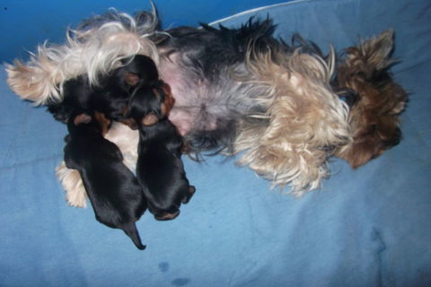 chiots yorkshire terrier 1250 30000 N�mes