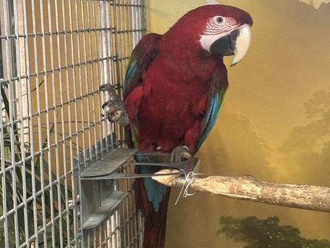 Ara Chloropter 1800 68000 Colmar