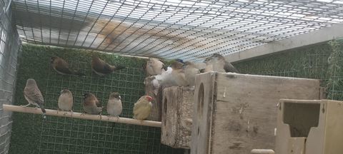 oiseaux capucins bec-de-plomb 0 95490 Vaur�al