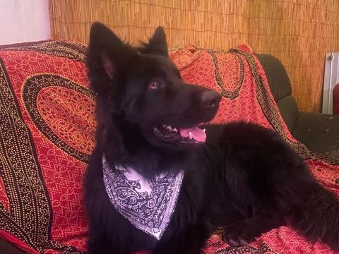 Recherche Berger allemand noir à poil long 0 42520 Vranne