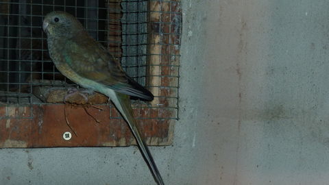 Femelle croupion rouge 15 85110 Saint-prouant