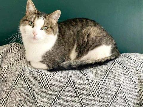 MOLLY, tr&egrave;s belle chatte grise et blanche &agrave; l'adoption 160 44100 Nantes