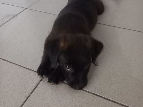 Baloo petit amour de loulou 300 45410 Artenay