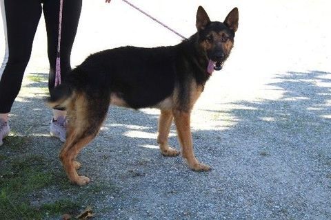 Chien TESS à l adoption 210 47160 Caubeyres