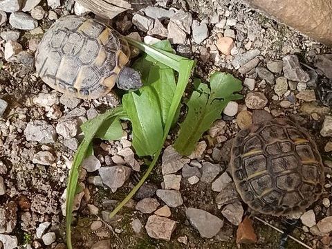 Tortue hermann de 2025 45 84270 Ved�ne