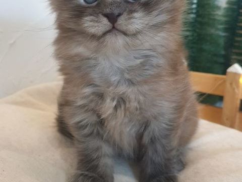Chaton Maine Coon LOOF à  réserver 1100 30200 Saint-nazaire