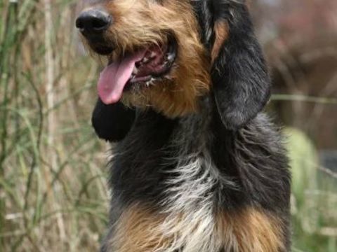 Donne Chien Griffon 0 81800 Rabastens