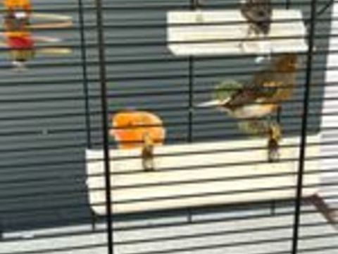   Canaris a ceder 