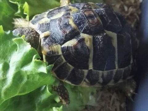 JEUNES TORTUES TERRE. 40 26130 Saint-paul-trois-ch�teaux