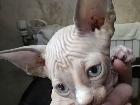 CHATON SPHYNX LOOF 1500 91540 Ormoy