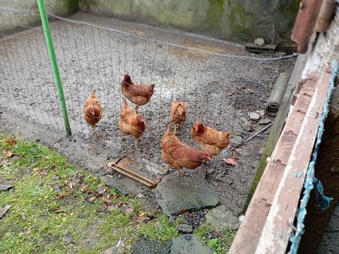 6 poules 36 63122 Saint-gens-champanelle