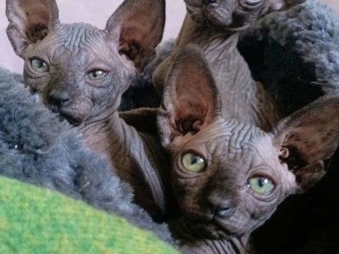 chat chaton type Sphynx 1000 78114 Magny-les-hameaux