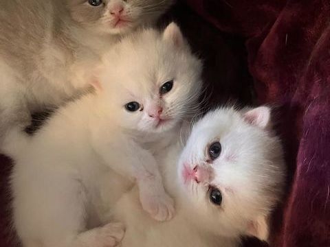 Chatons British Shorthair 1100 91230 Montgeron