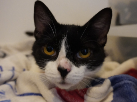 Saria 200 44000 Nantes