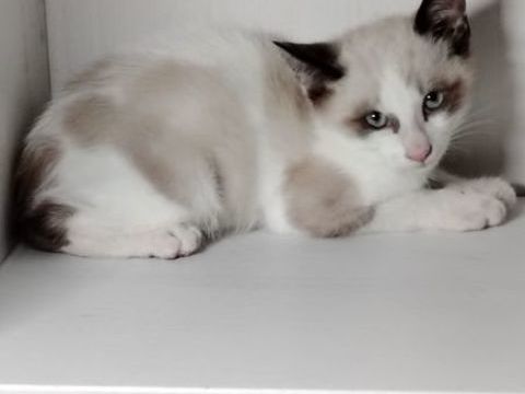CHATON type sacre de Birmanie x siamois 0 64140 Billère