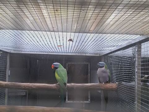 Perruche Derby 350 40400 Lesgor