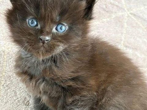 Chatons Maine coon LOOF 1350 30800 Saint-gilles