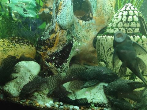 ancistrus 10 02450 Fesmy-le-sart