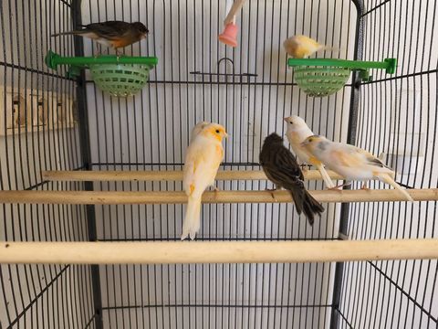 Canaris 2025 20 59500 Douai