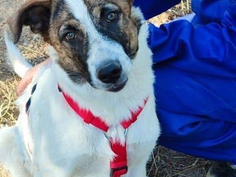 DANY&#128153; le chiot qui court vers la vie , vers vous ... 220 24140 Douville