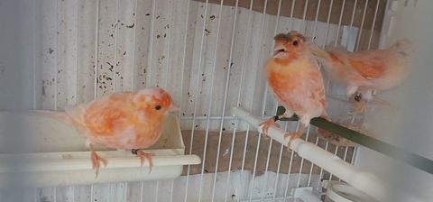 Canari77 30 77600 Bussy-saint-georges