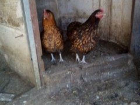 oeufs f&eacute;conder de poules et cane coureur indien 2 89580 Gy-l'�v�que