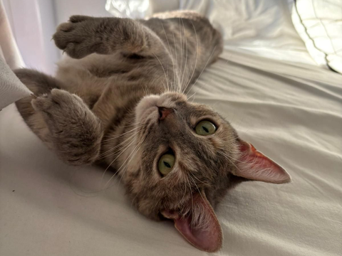 Fougère 1 44000 Nantes