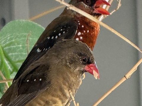 Couple bengali rouge 90 93270 Sevran
