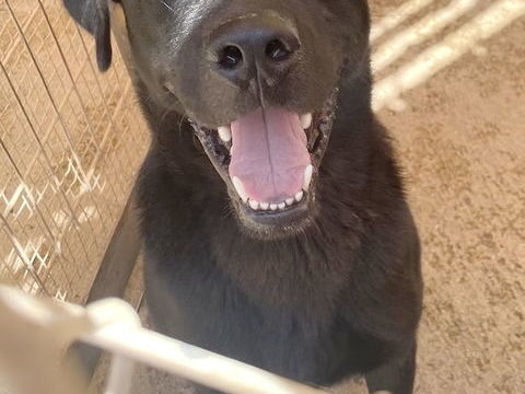 Choco, 20 mois, est à l'adoption! 0 34000 Montpellier
