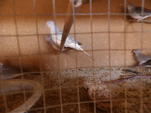 Collombes diamants 10 85310 La chaize-le-vicomte