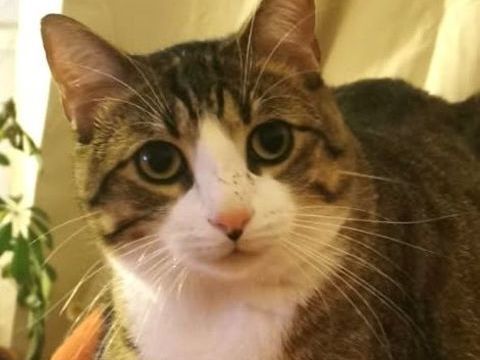 TERTIO CHAT TIGRE BLANC 2 ANS 195 92260 Fontenay-aux-roses