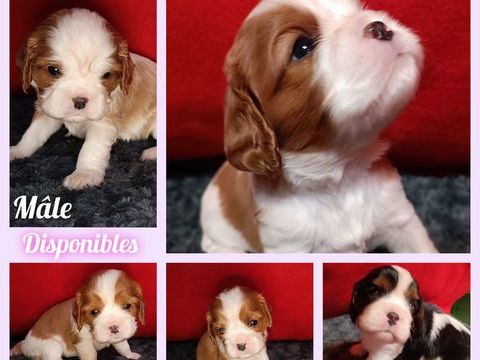 6 magnifiques chiots Cavalier King Charles LOF 1500 24130 Le fleix