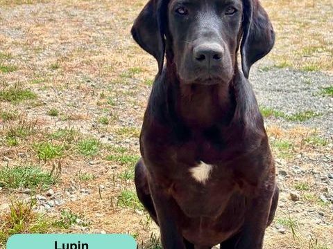Lupin, crois&eacute; cane corso &agrave; adopter 300 44650 Legé