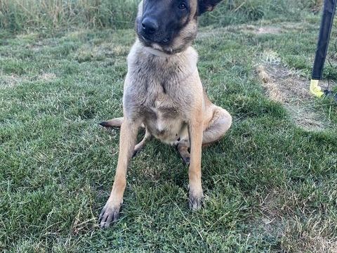 Berger Belge Malinois Femelle 300 42260 Saint-julien-d'oddes