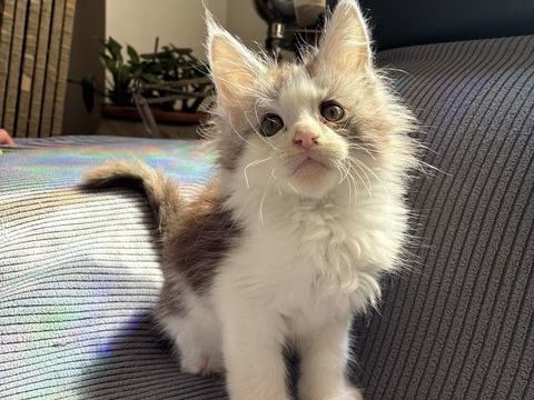 Chaton Maine coon LOOF 1300 83100 Toulon