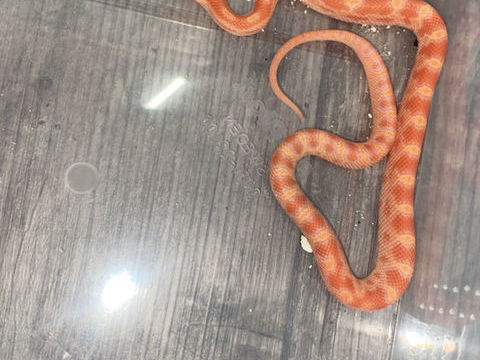 Pantherophis guttatus  20 03100 Montluon