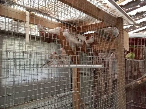 Ins&eacute;parables personata, padda 40 56350 Rieux