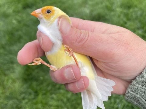 Diamants gould femelle 60 62720 Rinxent